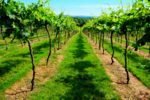 オーガニック大国イギリスで人気のオーガニックシャンプーおすすめ5選!